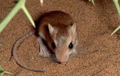 Gerbiller Hakk�nda...