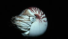 Nautilus