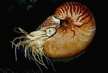 Nautilus Download width=220px