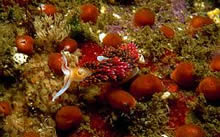 Hydroid & Nudibranch