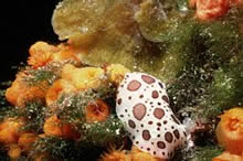 Nudibranch ve Hydroid