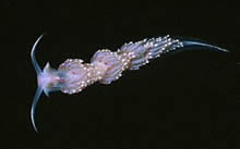 Nudibranch
