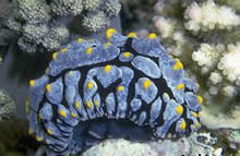 Nudibranch