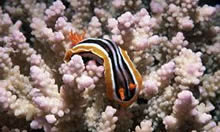 Nudibranch