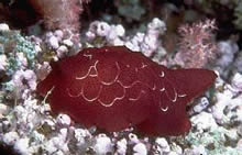 Nudibranch