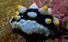 Nudibranch