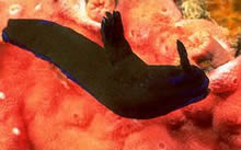 Nudibranch