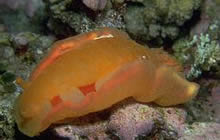 Nudibranch