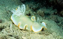Nudibranch