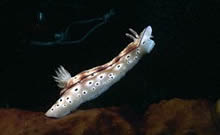 Nudibranch