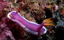 Nudibranch