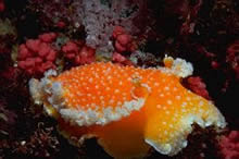 Nudibranch