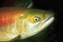 Di�i Somon Bal���