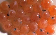 Somon bal�k yumurtas�